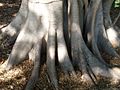 Ficus superba var henneana trunk