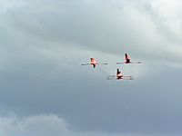 Flamingos bei Cayo Coco, Kuba