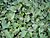 Houttynia cordata Leaf.jpg