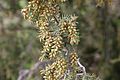 Juniperus communis pollen cones TK 2021-05-01 1