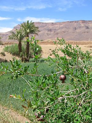 Pomegranate In Draa River Valley Morocco
