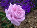 Purple Rose1