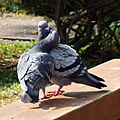 Rock Pigeon Courting 02