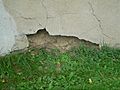 SDSU dean residence rammed-earth wall, W end damage 1