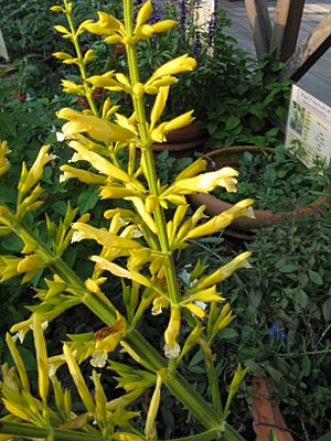 Salvia madrensis 'Yellow Majesty'2.jpg