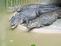 St Louis zoo crocodiles