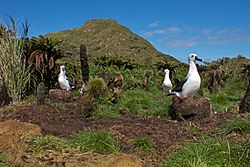 Albatrossess nesting in Fernbrush on Nightingale island