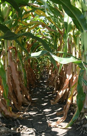 Between corn rows