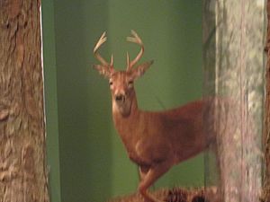 Deer exhibit, Cape Fear Museum, Wilmington, NC IMG 4412