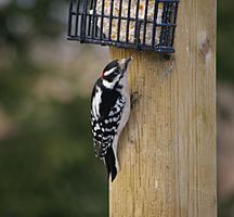 Downy Woodpecker Southwestern Ontario