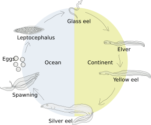 Eel-life-circle1