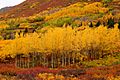 Fall colors near the Eagle Lake trailhead