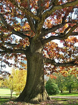 Footguard Oak (Charter Oak Scion), Bushnell Park, Hartford, CT - November 2011