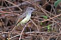 Great crested flycatcher (Myiarchus crinitus)
