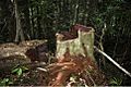 Illegal logging of rosewood 001