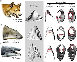 Janjucetus Lobodon Canis teeth