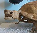 Meiolania platyceps AMNH 29076 cast skull