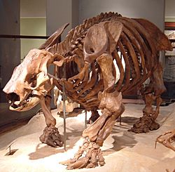 Paramylodon fossil at Texas Memorial Museum