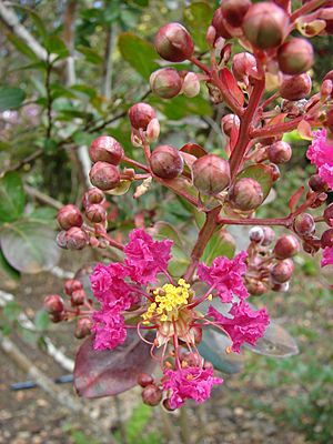 Starr 080716-9501 Lagerstroemia indica