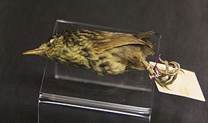 Stephens Island Wren specimen 1