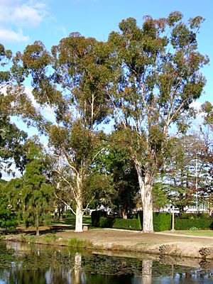Two Sugar Gums growing next to the Wollundry Lagoon in the Victory Memorial Gardens