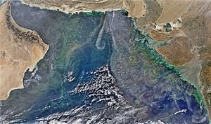 Winter Phytoplankon Arabian Sea