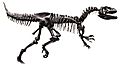 Allosaurus AMNH White Background