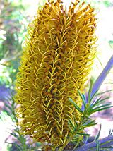 Banksia ericifolia yellow1