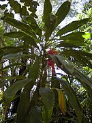 Cordyline fruticosa plant with fruit