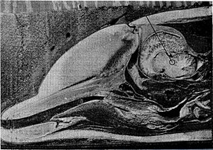 Dolphin head bisected