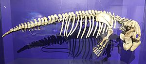Dugong skeleton displayed at Philippine National Museum