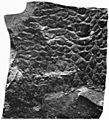 Eurypterids of the Devonian Holland Quarry Shale of Ohio figure 42