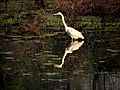 Great Egret at Keoladeo Ghana National Park, Bharatpur, India