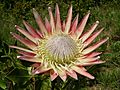 Protea cynaroides flower