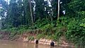 Singes de la réserve de faune de Douala - Edea 11