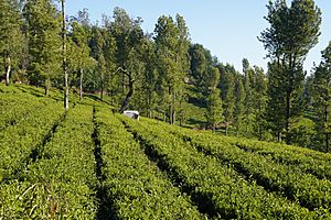 Tea Rows Monarch Ooty Nilgiris Mar21 A7C 00291