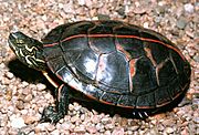A3 Southern painted turtle.jpg