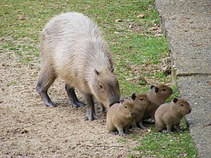 Capybara mother with pups