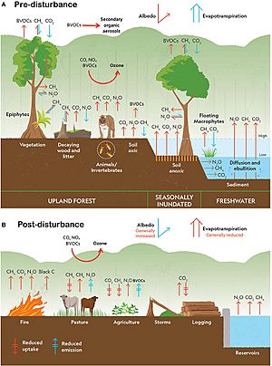 Climate change disturbances of rainforests infographic