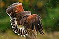 Harris' Hawk plumage