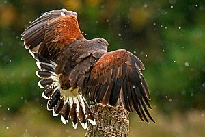 Harris' Hawk plumage