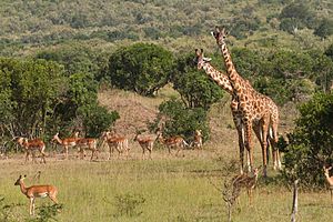 Impalas and Giraffes Benh