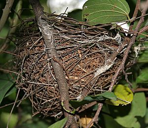 Red-vented Bulbul (Pycnonotus cafer) nest in Anantgiri, AP W IMG 8905