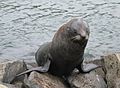 Squinting seal