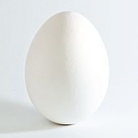 White chicken egg square