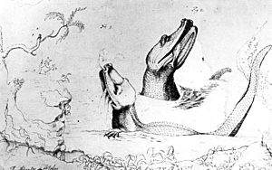William Bartram sketch of alligators on the St Johns River