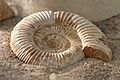 Ammonit - Wüstenhaus.jpg