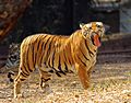 Bengal tiger yawning 1