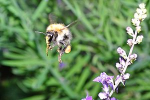 Bumble Bee in flight