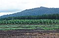 CSIRO ScienceImage 3712 Rural scene in far north Queensland Melon crop in foreground banana plantation behind with pine forest and rainforest in the background 15 Kms north of Cardwell QLD